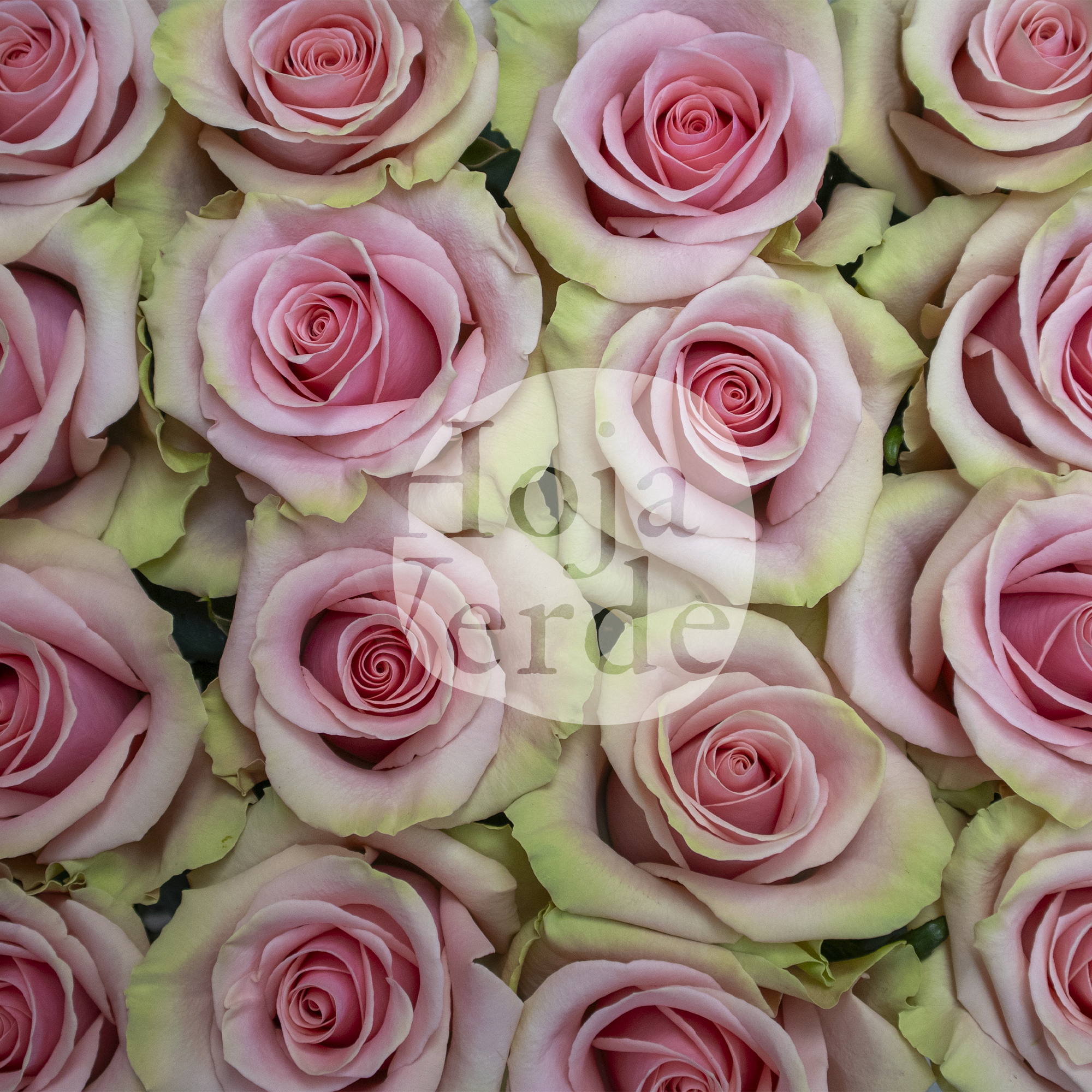 LatinFlor Ecuador Rosen Blog